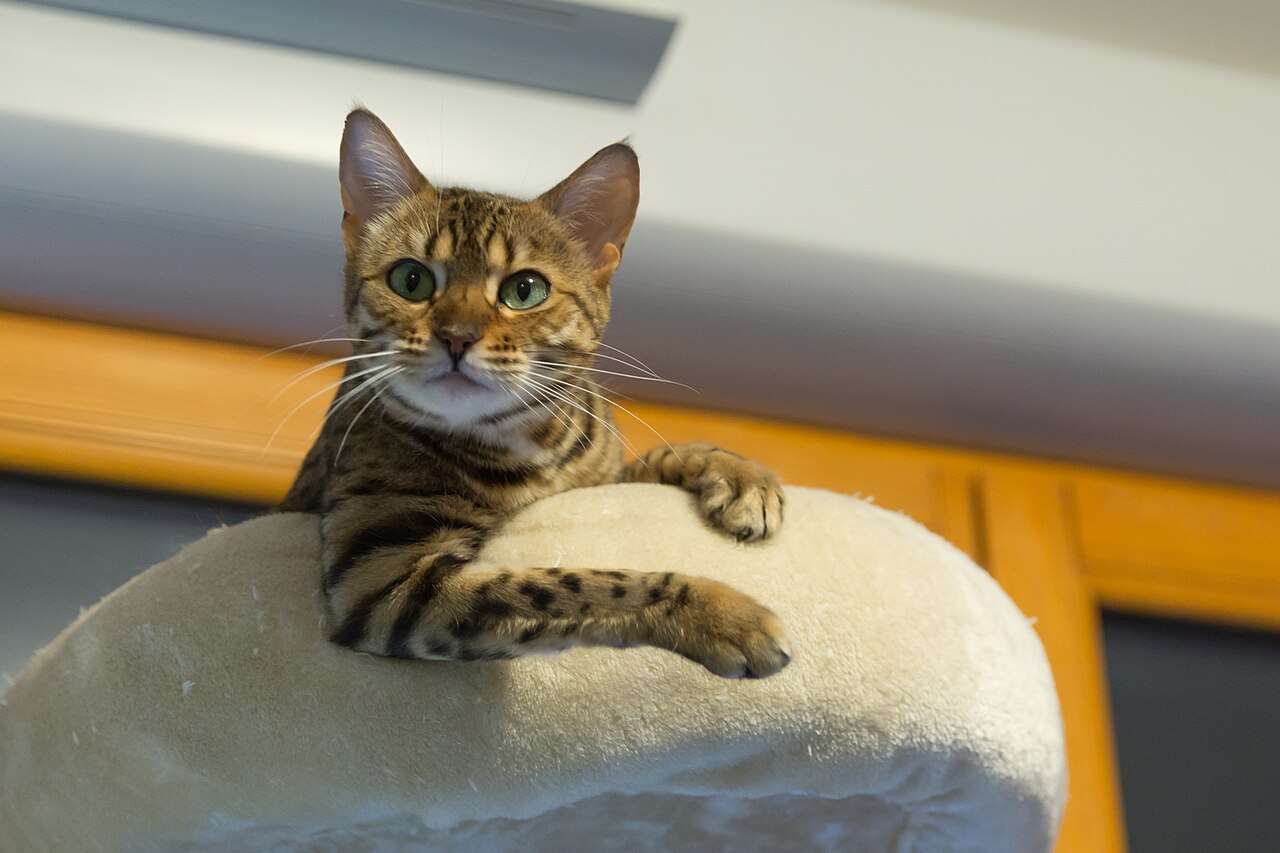Бенгальская кошка
